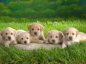 puppies, beige, Labradors, little doggies