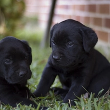 puppies, Black, Two cars, little doggies