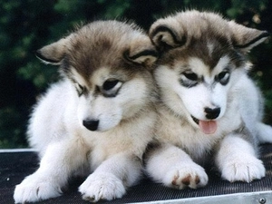 puppies, Alaskan Malamute