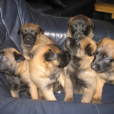 puppies, Belgian Shepherd Malinois, six