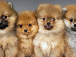 Miniature Spitz, Dogs, puppies