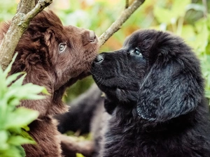 Nowofundland, Two cars, Puppies