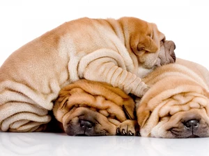 puppies, Shar Pei