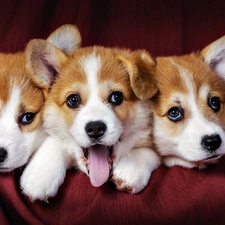 puppies, Welsh corgi pembroke, Three