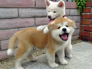 play, Two cars, Puppies