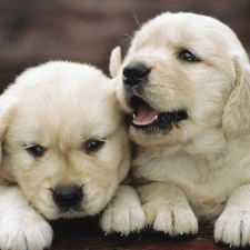 retriever, puppies, golden