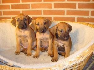 Three, puppies, Rhodesian ridgeback, sweet