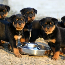 puppies, Rottweiler