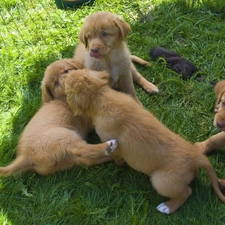 puppies, Retrievers of Nova Scotia, sweet