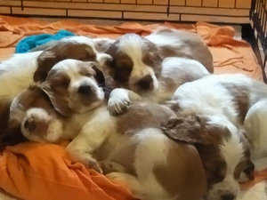 puppies, Welsh Springer Spaniel, sweet