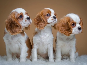 Three, puppies, Spaniels, little doggies
