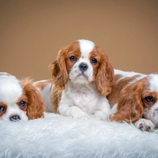 puppies, Three