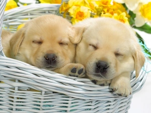 Puppies, basket, Two cars