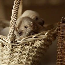 Golden Retriever, basket, Two cars, Puppies