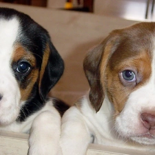 puppies, Beagle, Two cars