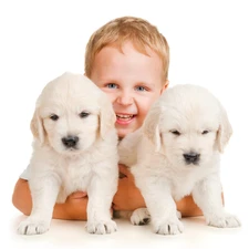 puppies, White, boy, Two cars