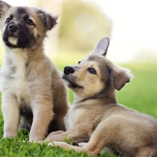 puppies, grass, Two cars