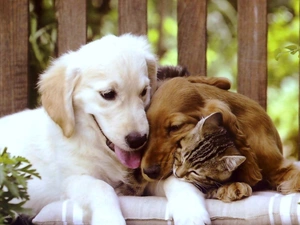 puppies, kitten, Two cars