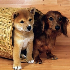 puppies, puppies, Two cars