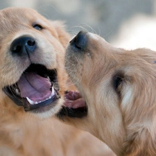 puppies, Golden Retriever, Two cars