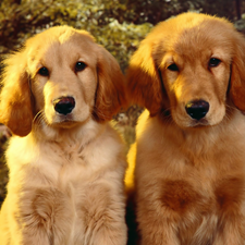 puppies, Golden Retriever, Two cars