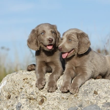 puppies, Stone, Two cars