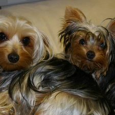 puppies, Yorkshire Terrier, Two cars