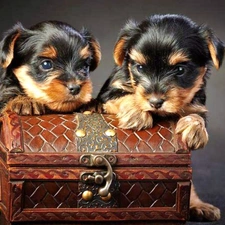 Puppies, trunk, Two cars