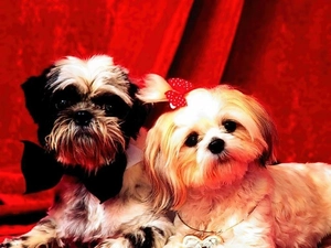 puppies, Shih Tzu