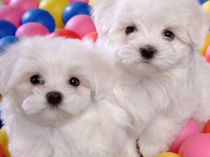 White, color, Balls, puppies