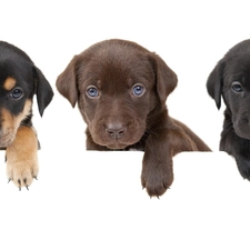 young, puppies, Three