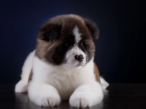 lying, Puppy, American akita, dog