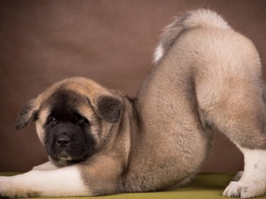 American akita, dog, Puppy