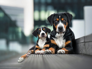 Puppy, Dogs, Appenzeller