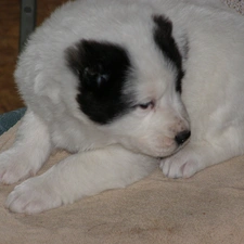 Puppy, Central Asian Shepherd