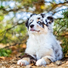 Puppy, pastoral, Australian, dog