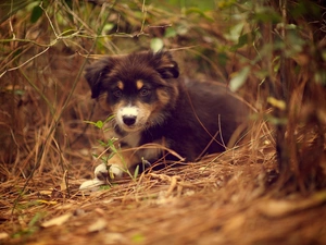 doggy, Puppy, Australian Shepherd, scrub