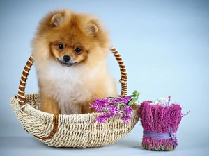 Puppy, basket