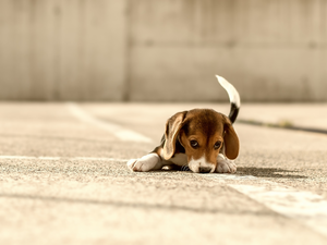 Puppy, Beagle