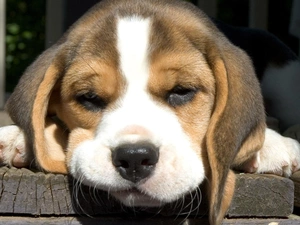 Puppy, Beagle