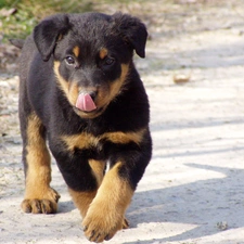 Puppy, Rottweiler, honeyed