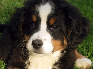 Bernese Mountain Dog, Puppy