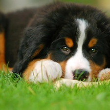 Puppy, pastoral, Bernese, dog