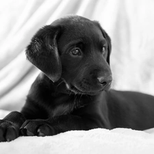 Puppy, Black