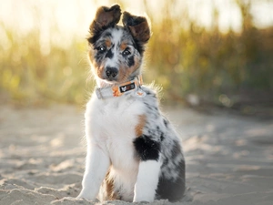 Border Collie, sitter, Puppy