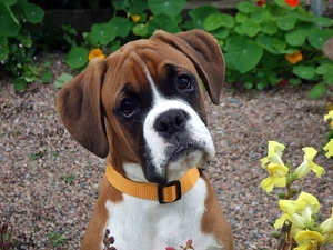 boxer, garden, blur, Puppy