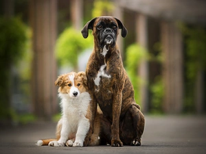 Dogs, Puppy, boxer, Border Collie