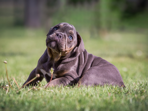 Puppy, English Bulldog
