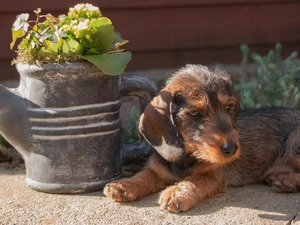 Puppy, watering can
