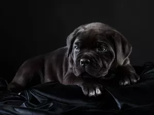 Cane Corso, Black, Puppy